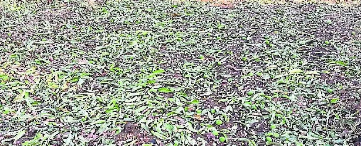 हुब्बल्ली में आम फसल पर मौसम की मार