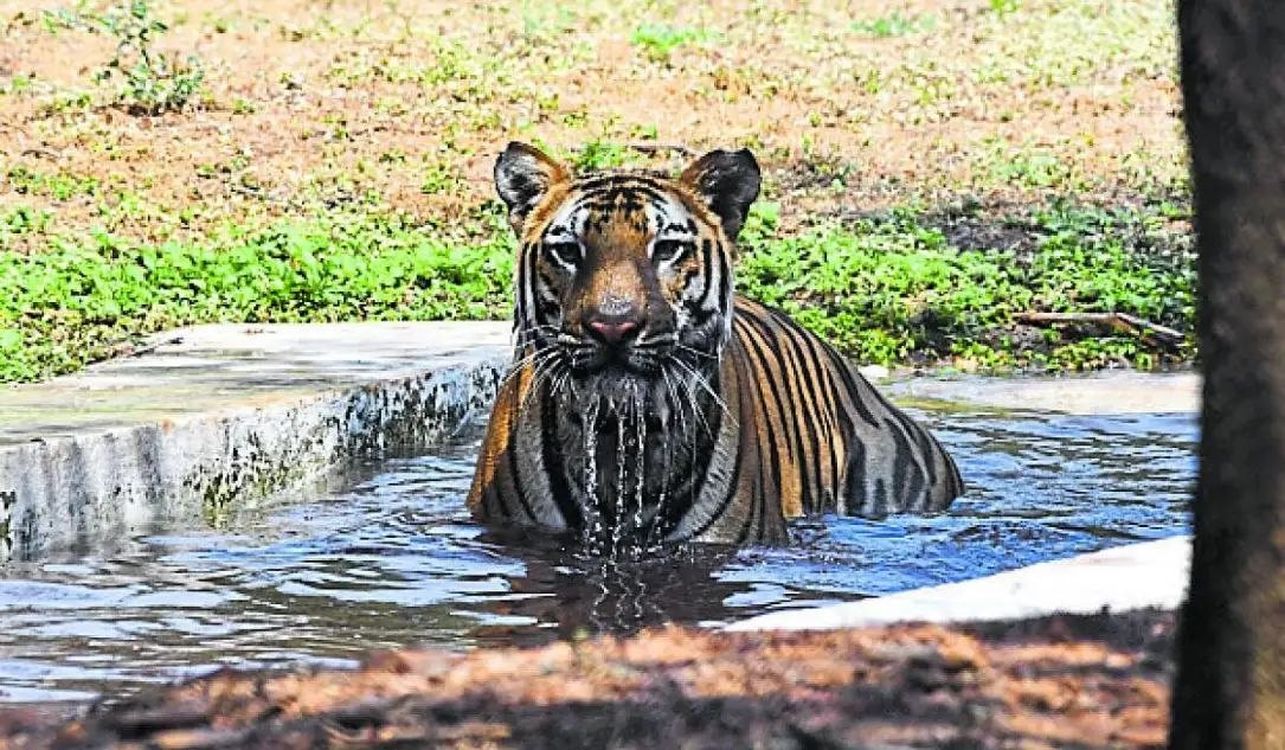 गदग में बढ़ती गर्मी से बेहाल जीव-जंतु