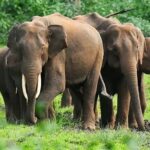 चिक्कमगलूरु में मानव-हाथी संघर्ष बढ़ा, 9 मौतें