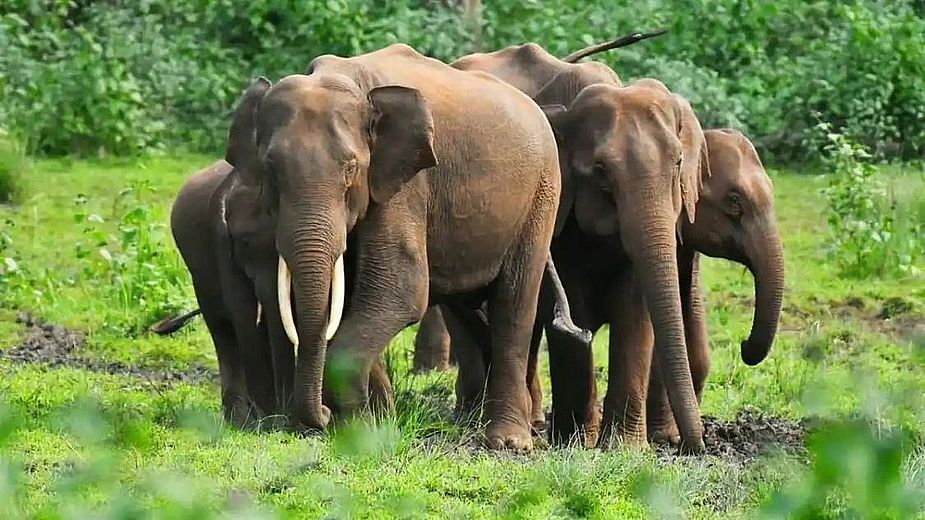 चिक्कमगलूरु में मानव-हाथी संघर्ष बढ़ा, 9 मौतें