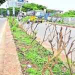 गर्मी का असर: सड़क किनारे सूखने लगे पौधे