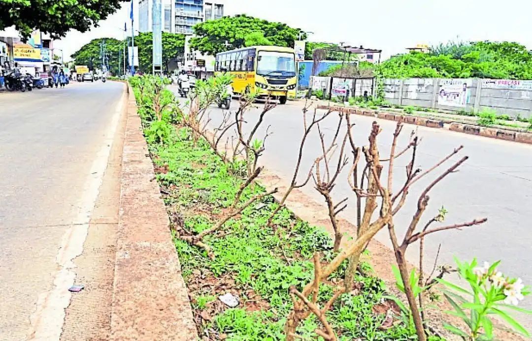 गर्मी का असर: सड़क किनारे सूखने लगे पौधे