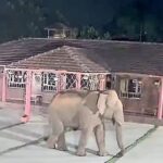 होम स्टे के पास घायल जंगली हाथी का आतंक, ग्रामीणों में दहशत