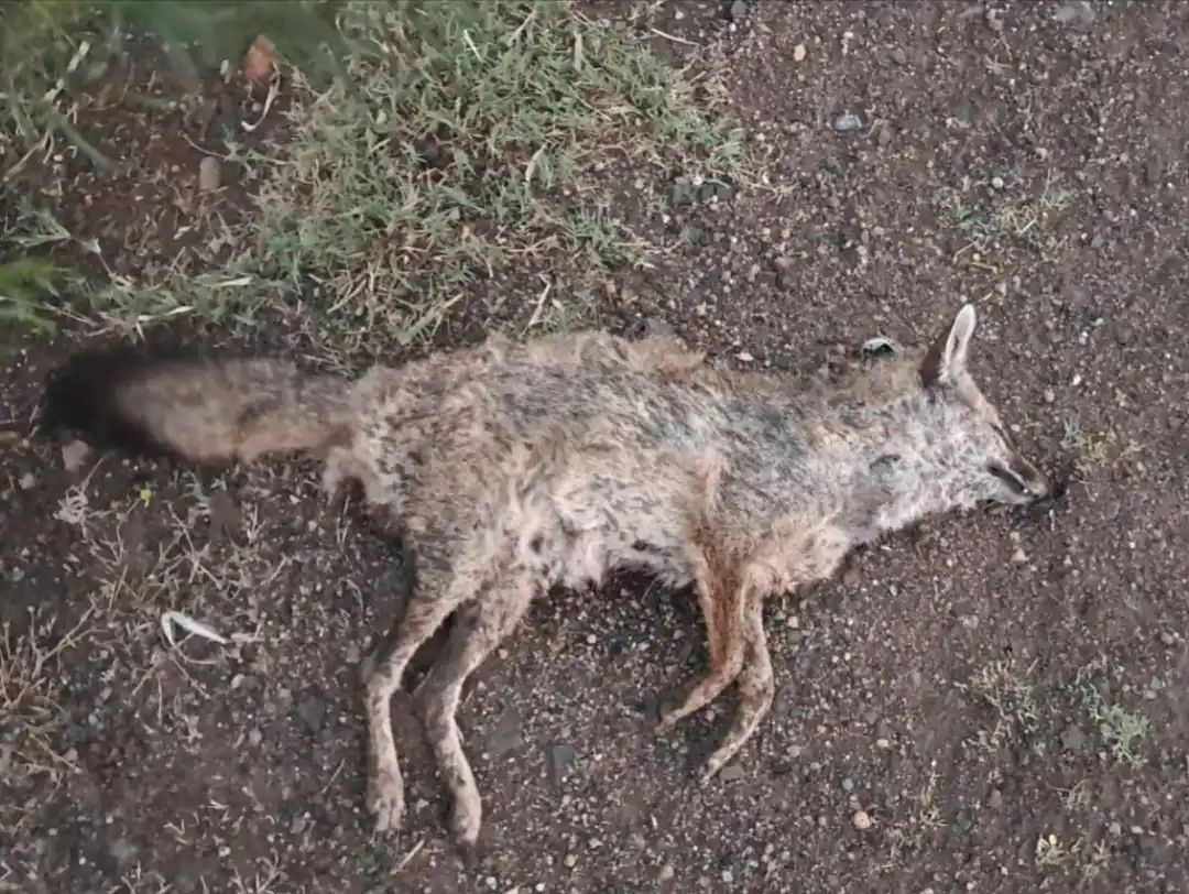 हाईवे पर वन्यजीवों की मौत बढ़ी,