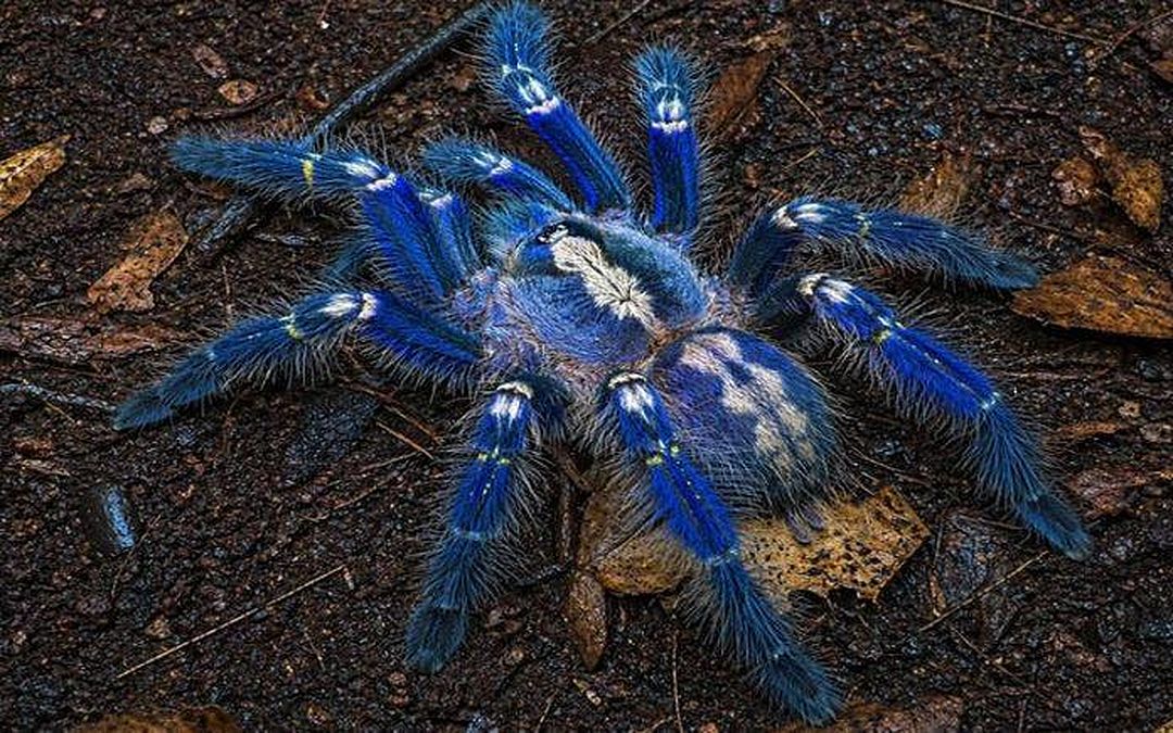दुर्लभ ‘नीली मकड़ी’ को बचाने की मुहिम तेज,
