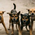 मासूम पर आवारा कुत्तों का हमला, 3 साल की बच्ची घायल