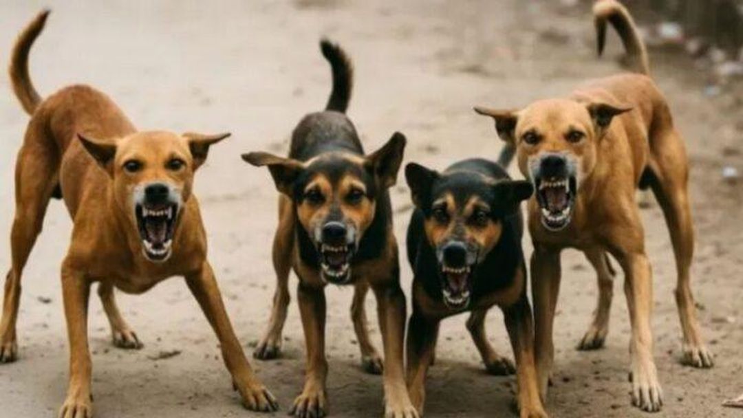 मासूम पर आवारा कुत्तों का हमला, 3 साल की बच्ची घायल