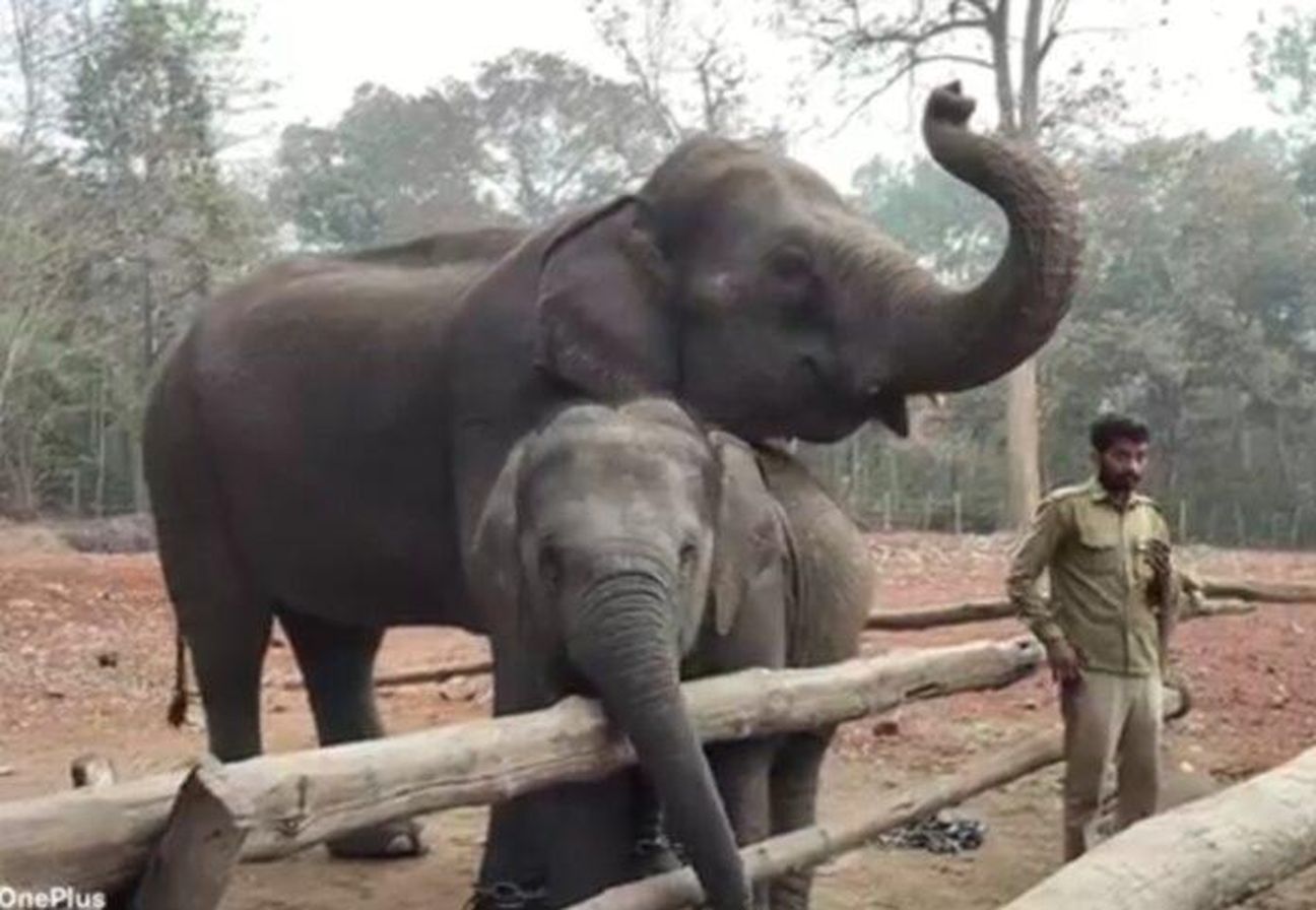 दुबारे हादसे के बाद पणसोली हाथी शिविर पर संकट