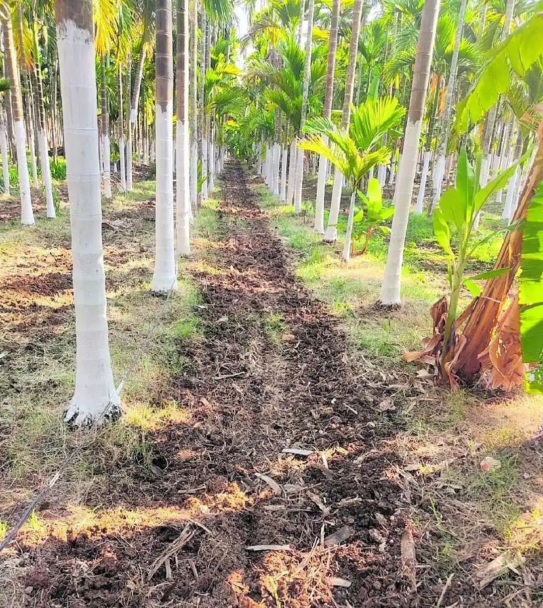 दावणगेरे में भीषण गर्मी से सुपारी फसल पर संकट