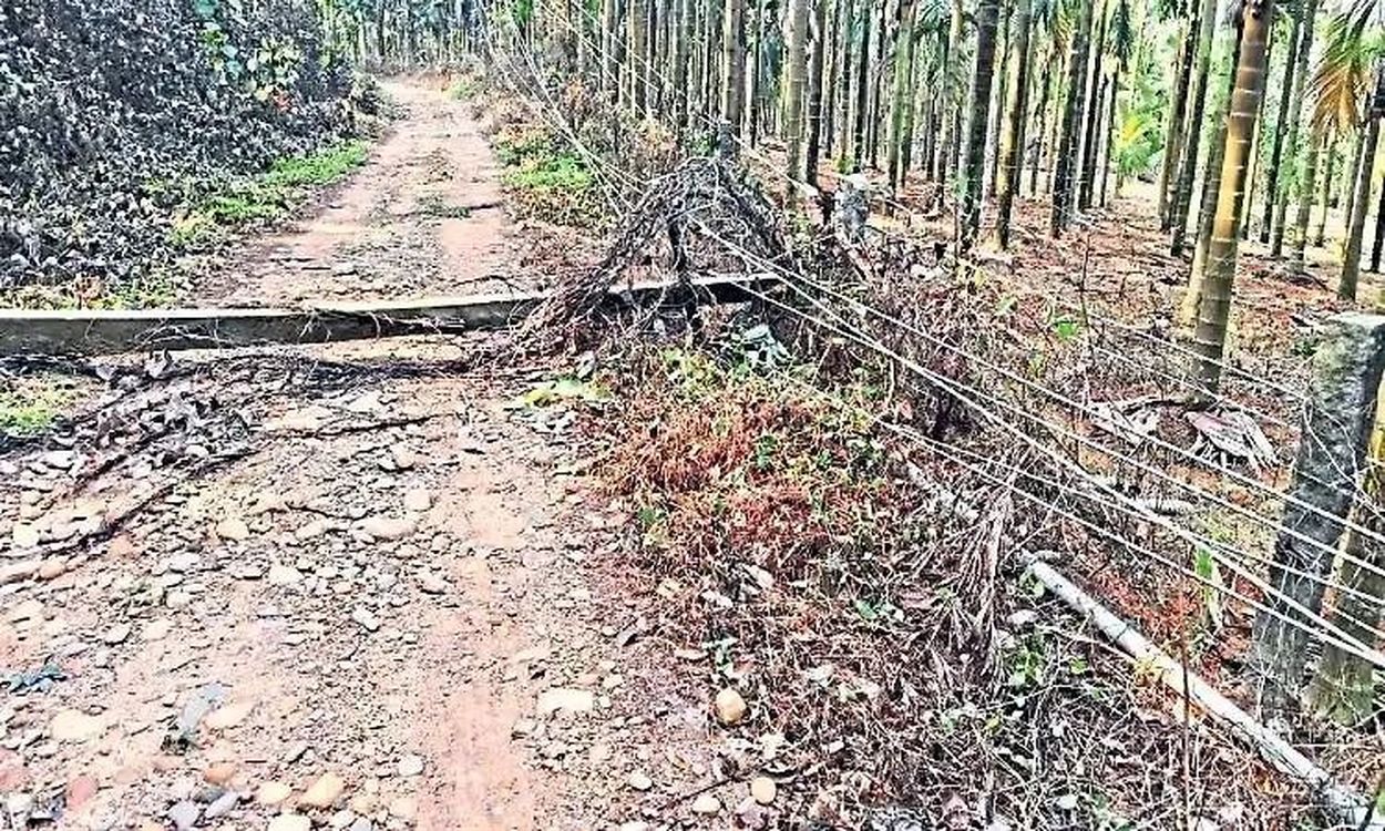 तेज बारिश और आंधी से पुत्तूर में बिजली व्यवस्था प्रभावित