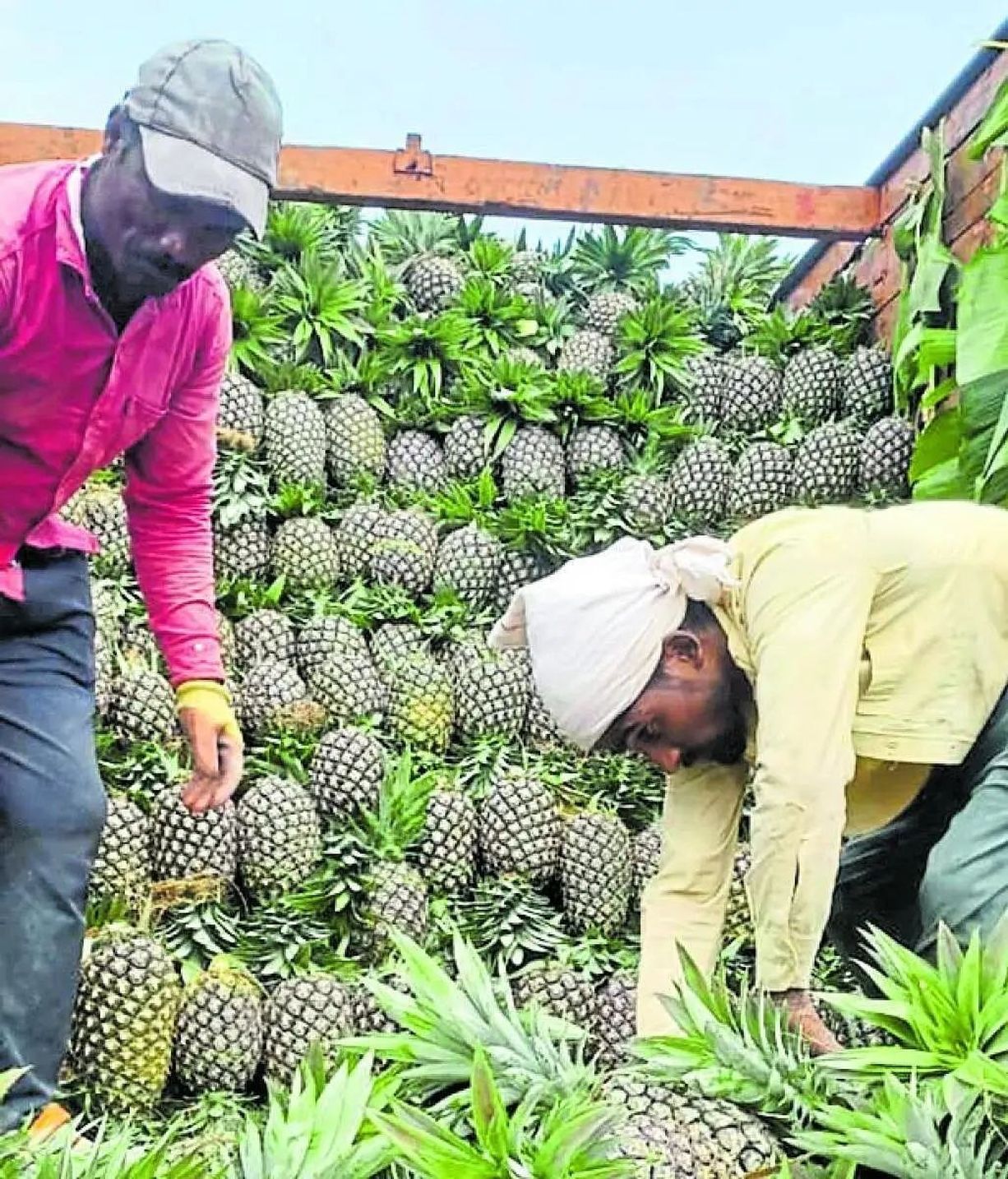 आम की आवक से अनानास किसानों पर संकट