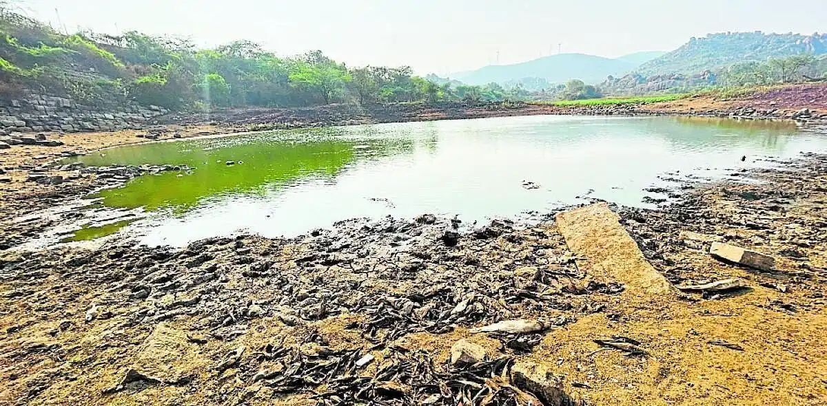 ऐतिहासिक तिम्मन्ना नायक झील सूखी, सैकड़ों मछलियों की मौत