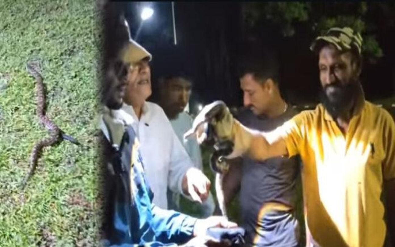 वीटीयू परिसर में मिले 16 अजगर के बच्चे, छात्रों में दहशत