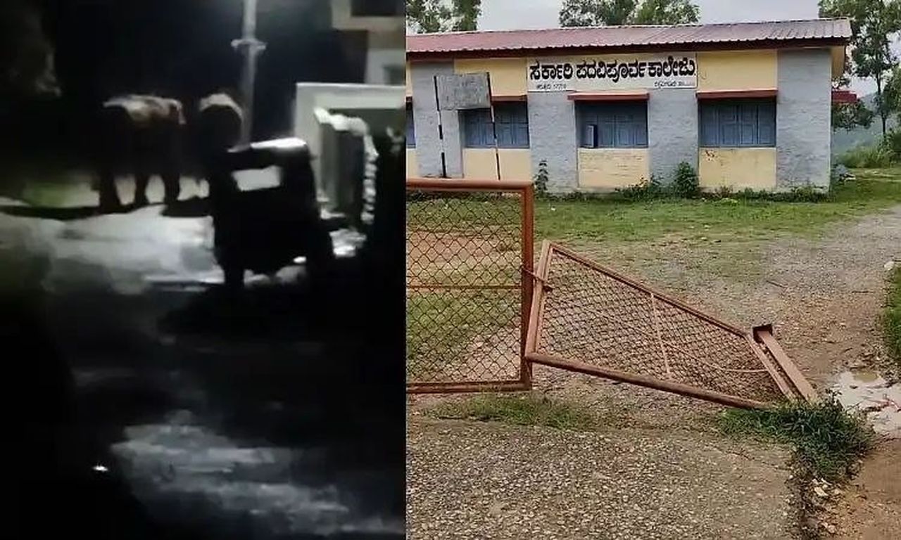 आलदूर कस्बे में दो जंगली हाथियों की दस्तक