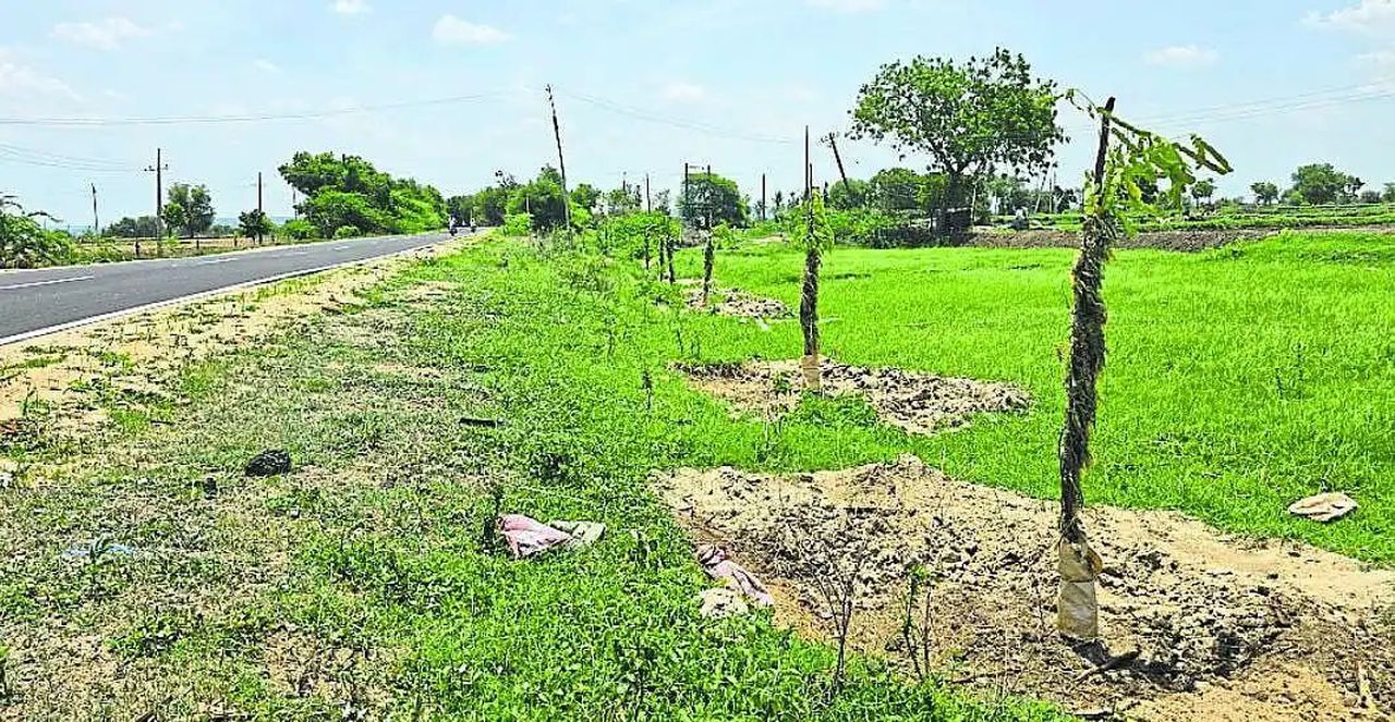 हरियाली बढ़ाने की मुहिम तेज, इस वर्ष 2.85 लाख पौधे तैयार