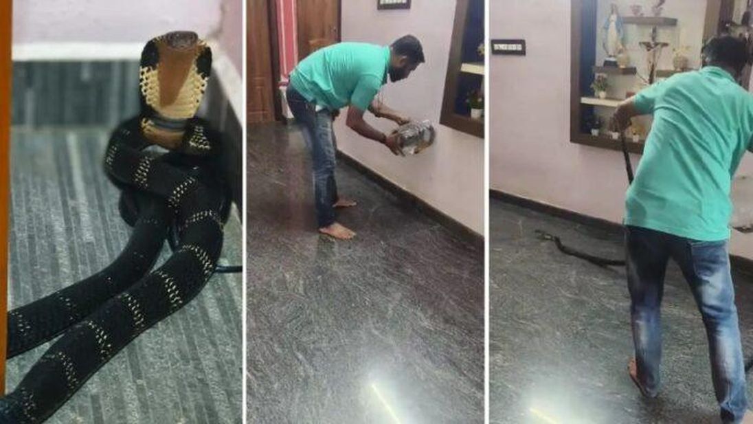 घर के डाइनिंग हॉल में घुसा आठ फीट लंबा किंग कोबरा