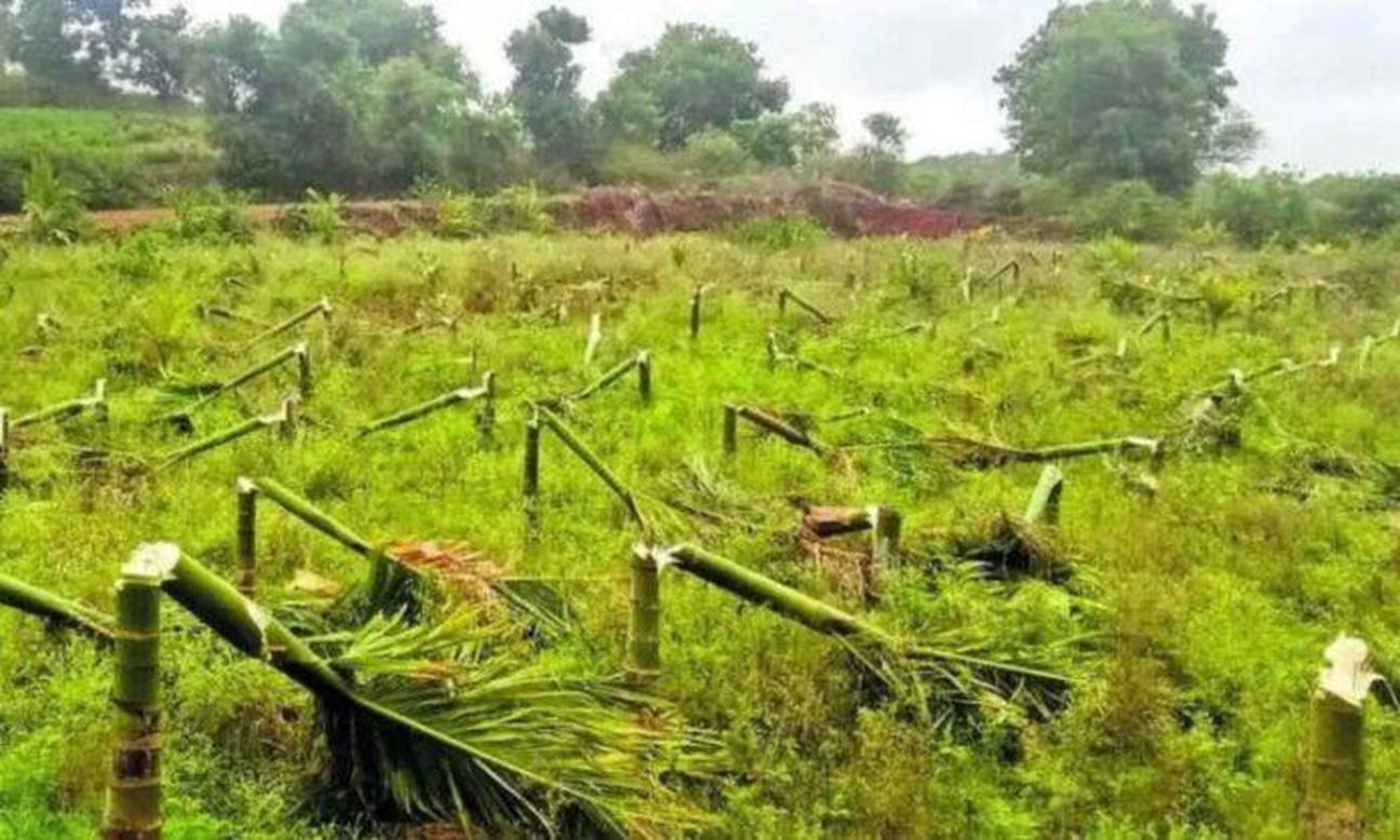 610 सुपारी के पेड़ काटने का मामला सुलझा, मुख्य आरोपी गिरफ्तार