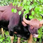 जंगली भैंसों के पुनर्वास की एसओपी अंतिम चरण में