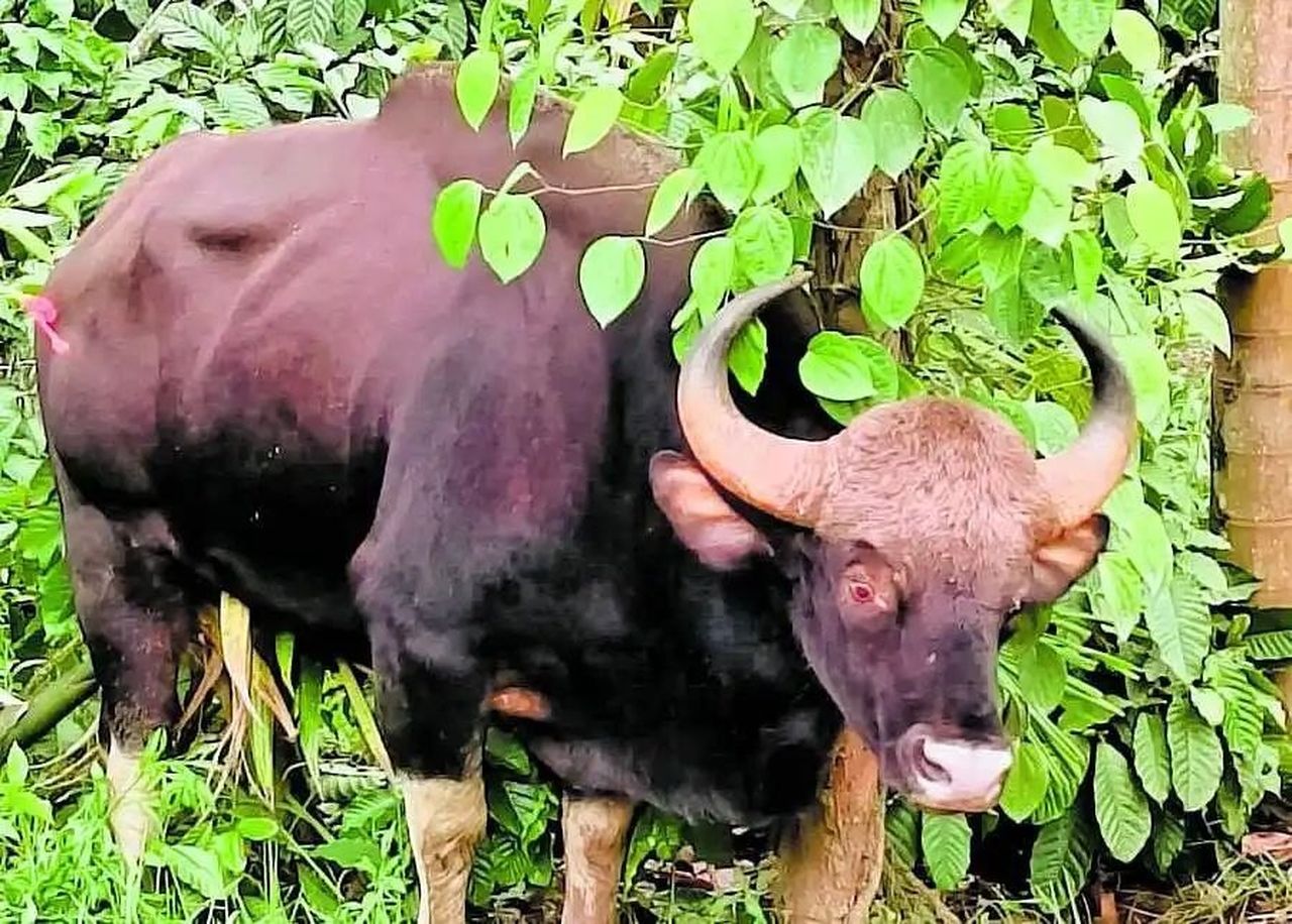 जंगली भैंसों के पुनर्वास की एसओपी अंतिम चरण में