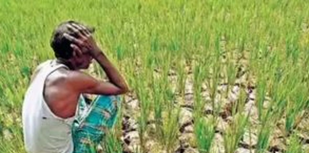 फसल बीमा बना मजाक, किसानों के खाते में पहुंचे 17 से 25 रुपए