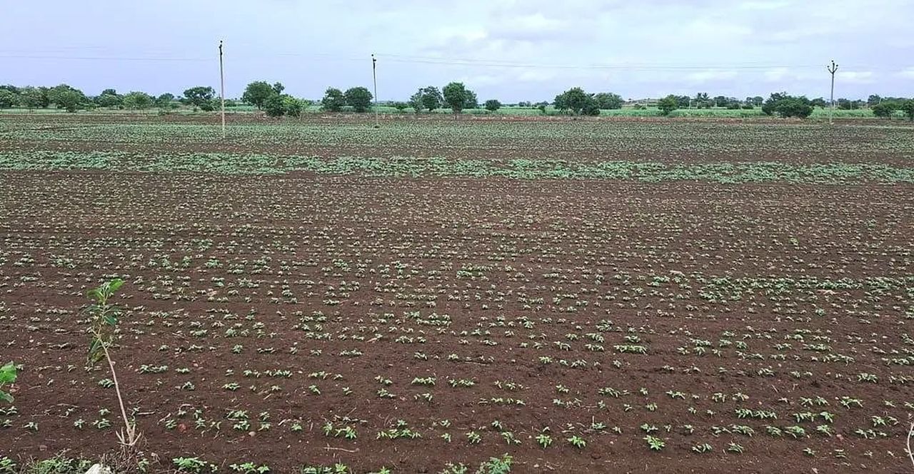 बारिश की बेरुखी से सूखने लगी फसलें, किसानों पर दोहरी मार