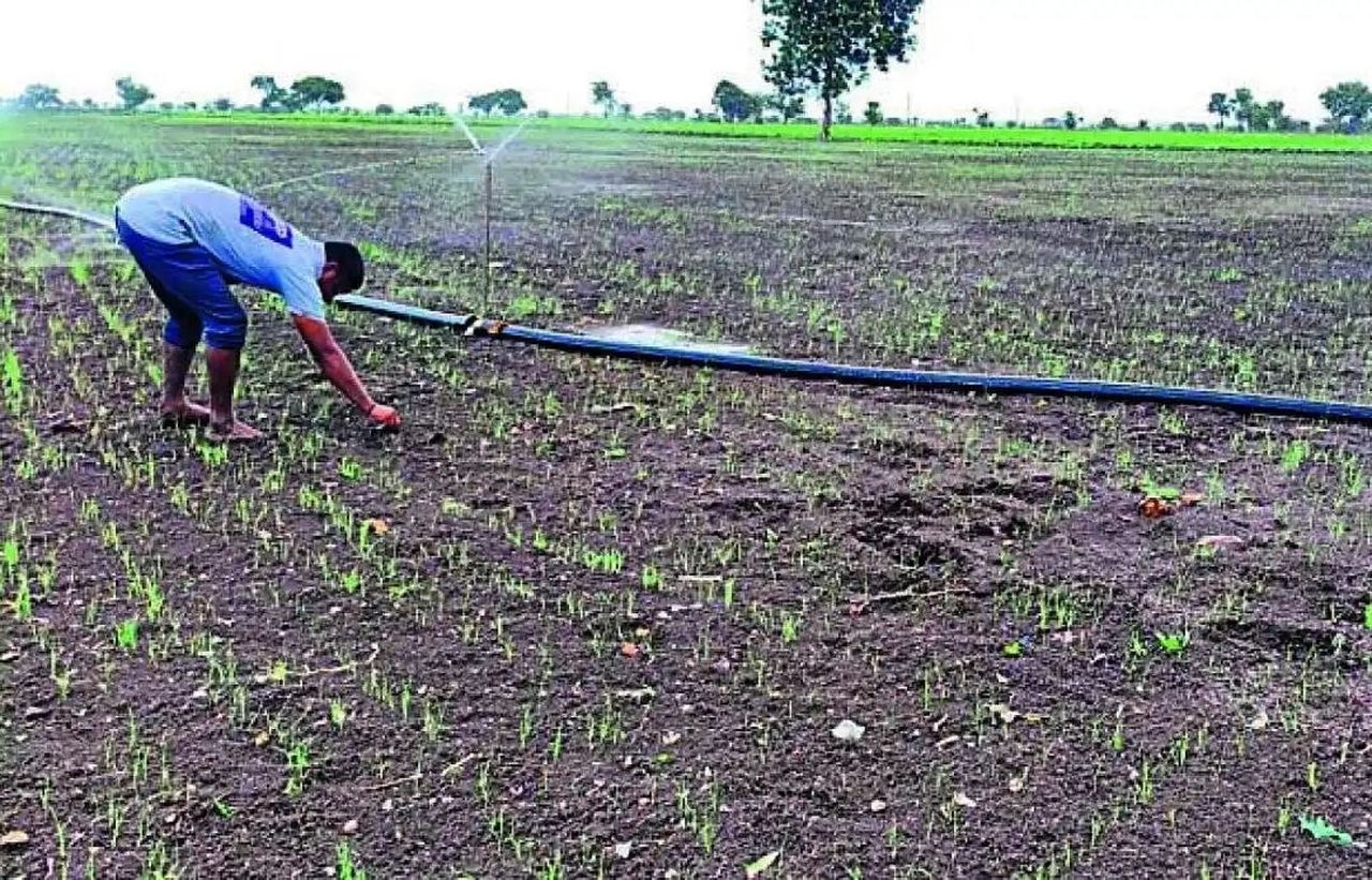 बारिश की बेरुखी से सूख रही प्याज की फसल