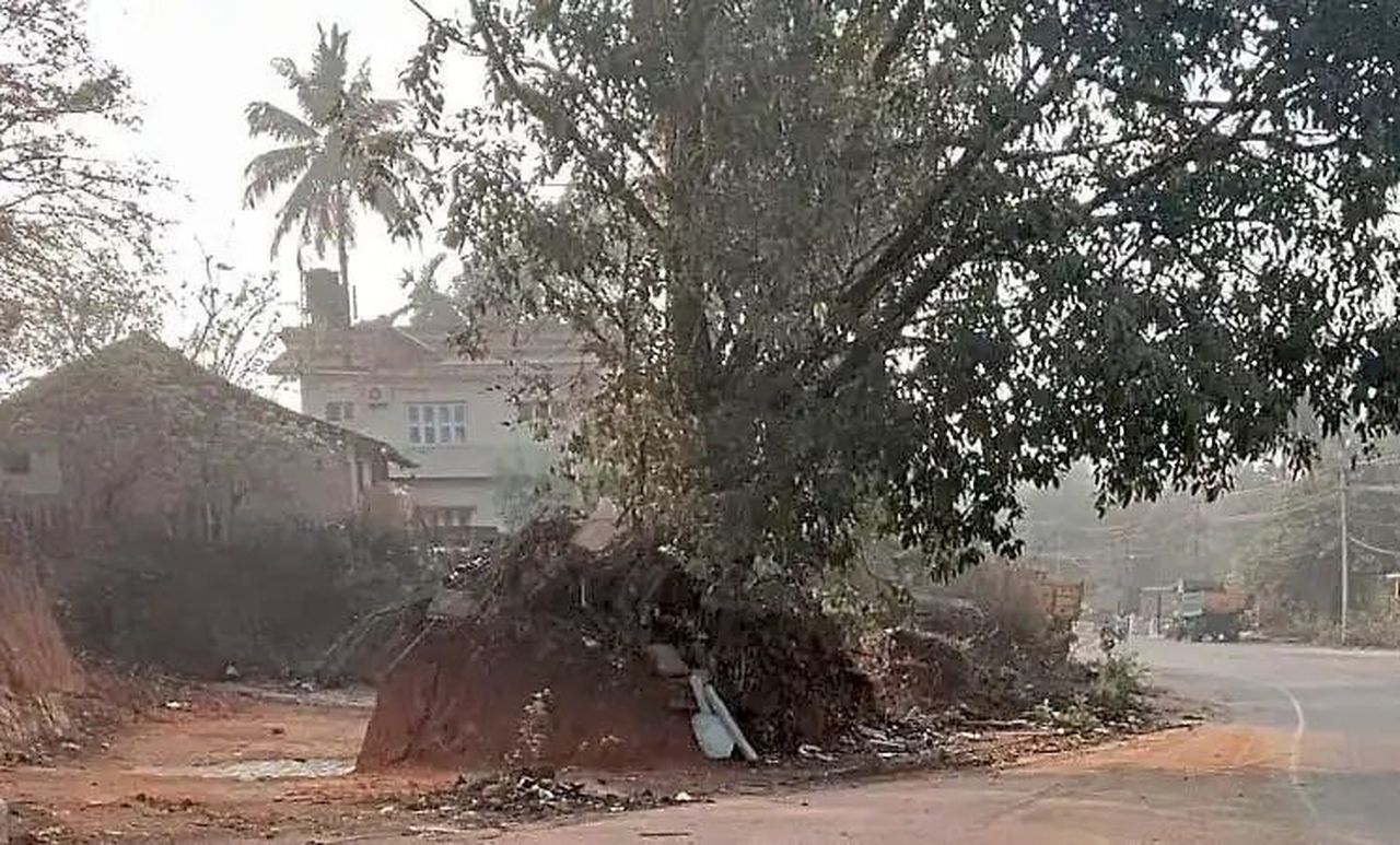 राष्ट्रीय राजमार्ग पर हादसे का खतरा, विशाल पेड़ झुका