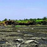 बरसात में ही सूखी तुंगभद्रा, धान की फसल पर संकट