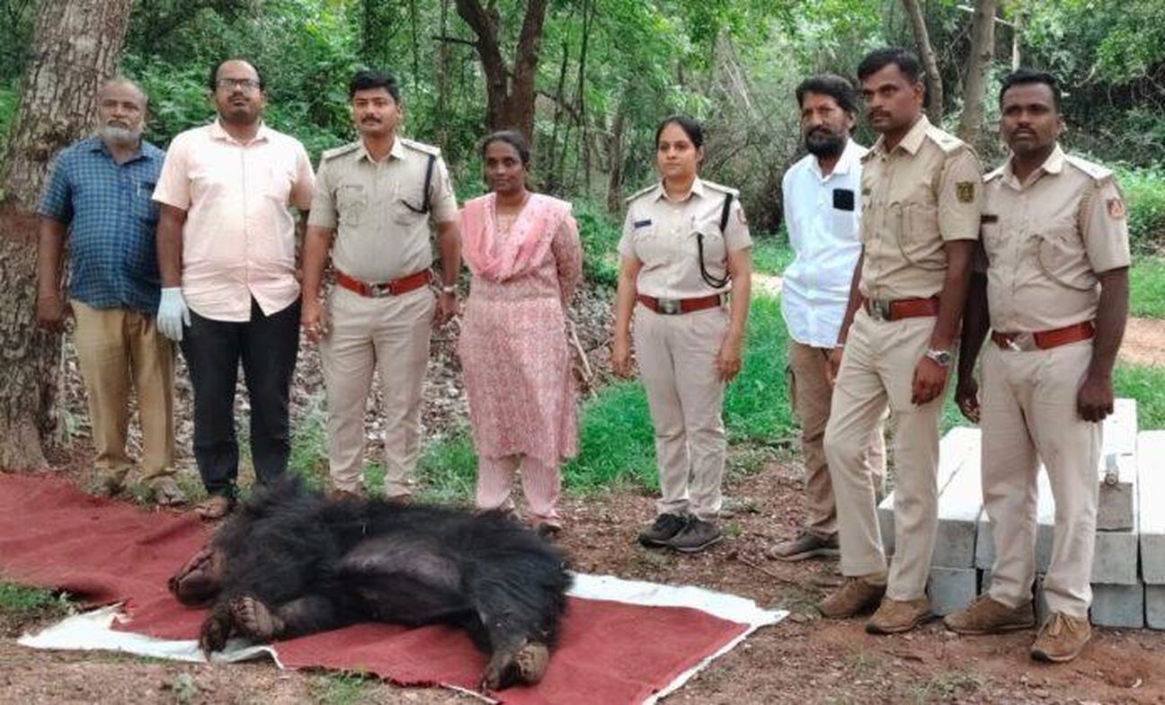 फंदे में फंसा घायल भालू, इलाज से पहले मौत