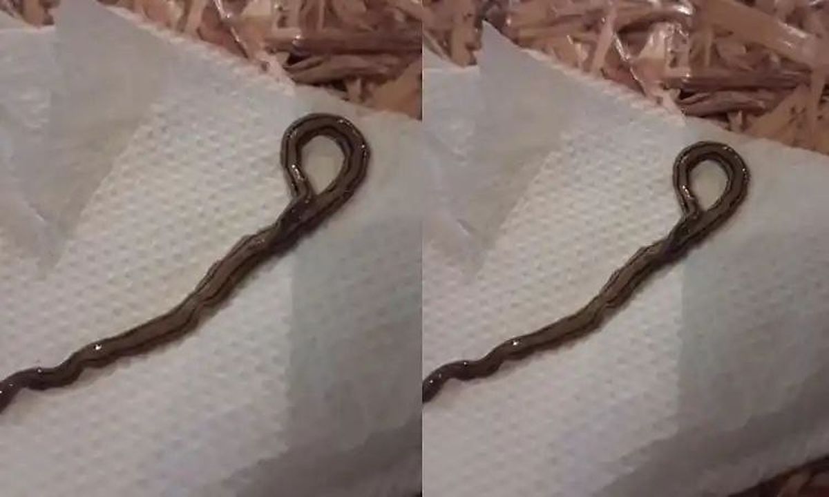 फ्रूट सलाद में मिला अजीब जीव