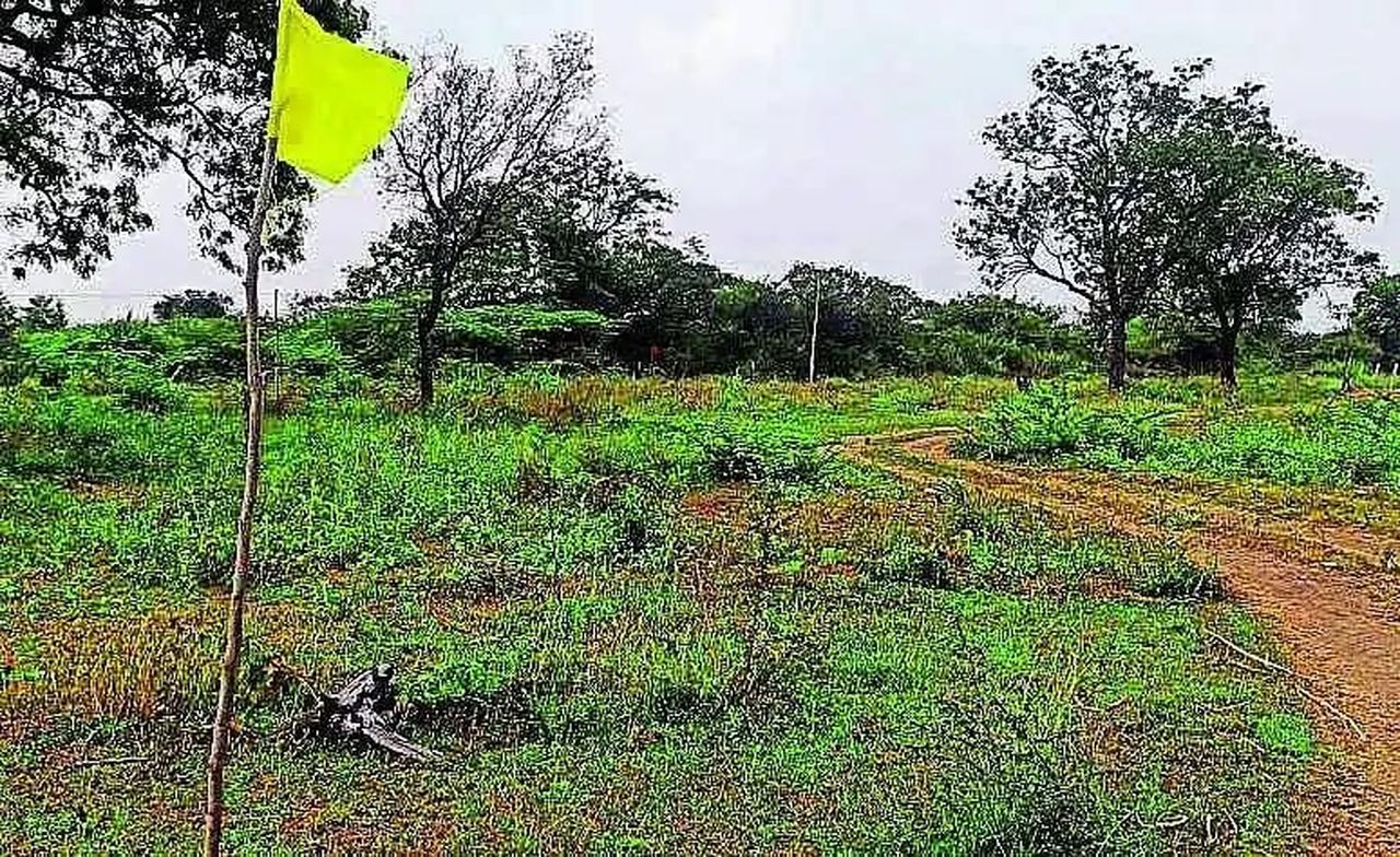 चारे का संकट गहराया, मैदानी क्षेत्र में सूखे की आहट