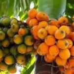 सुपारी की बीमारियों पर वैज्ञानिक नियंत्रण
