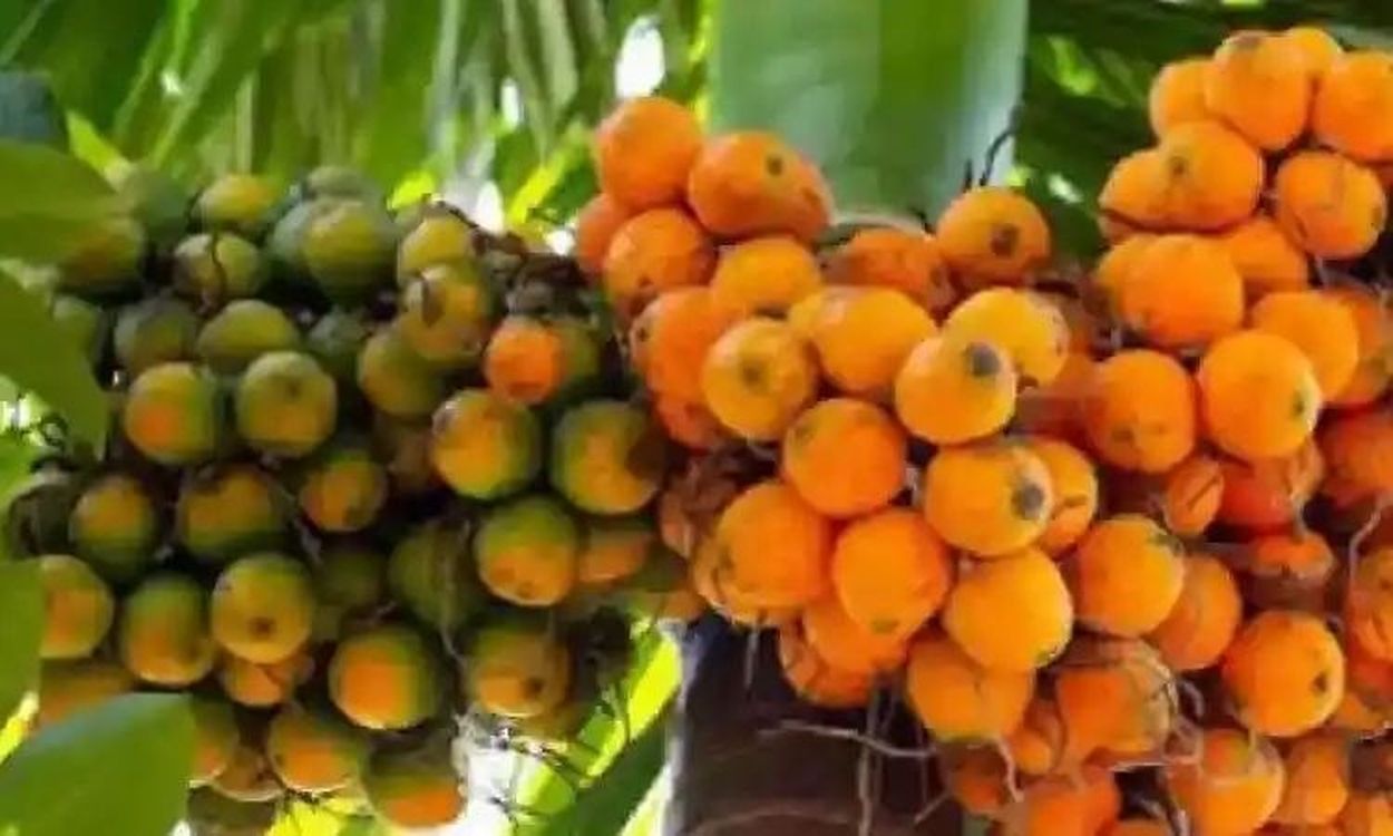 सुपारी की बीमारियों पर वैज्ञानिक नियंत्रण