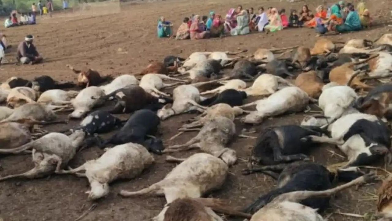 पटाखों के शोर से घबराईं भेड़ें, नहर में गिरकर 80 की मौत