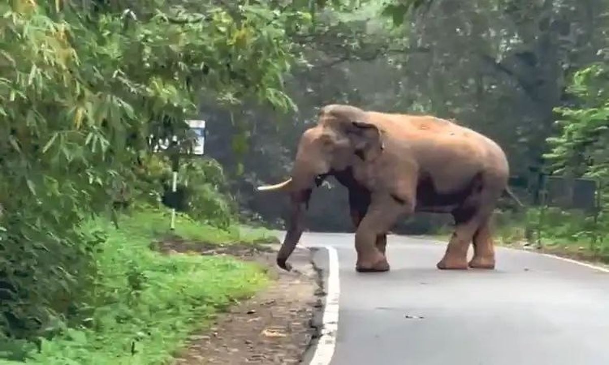 चारमाडी घाट में फिर दिखा हाथी, सड़क पर थमे वाहन; कौक्राडी में भी दहशत