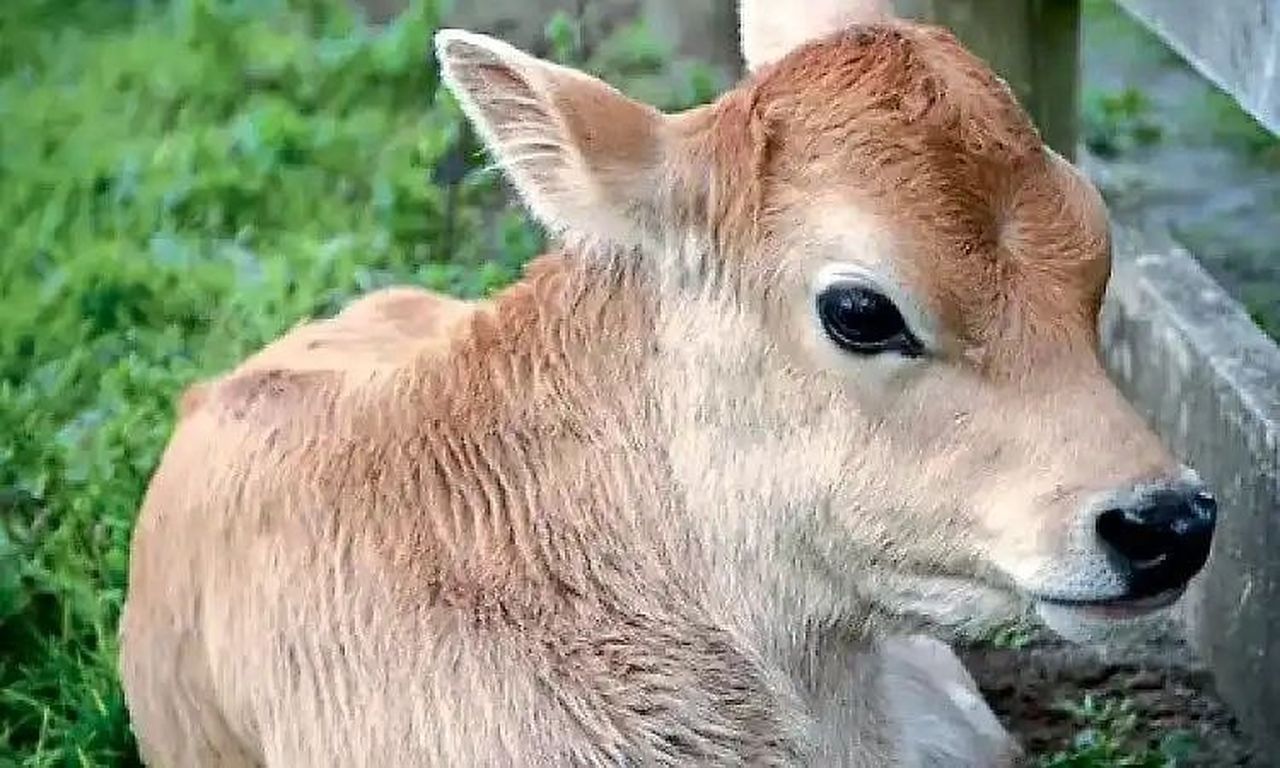 कड़े पोषण से तटीय कर्नाटक में बढ़ेगा दूध उत्पादन