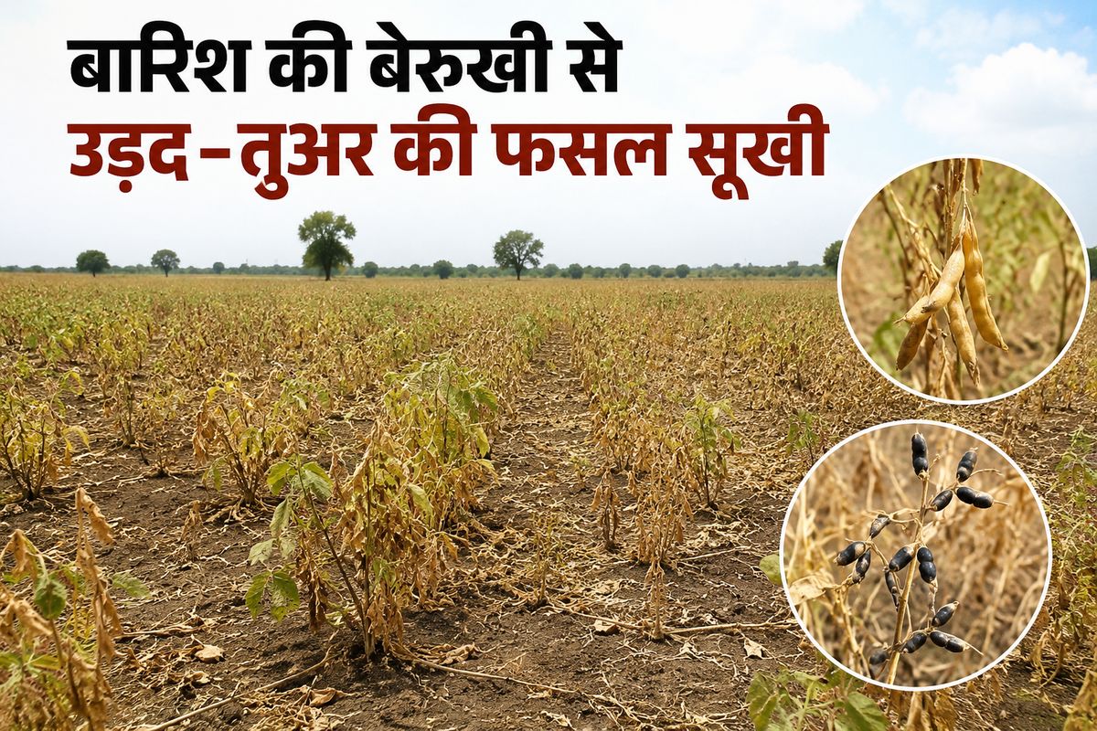बारिश की बेरुखी से उड़द-तुअर की फसल सूखी