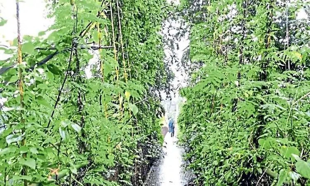 उपेक्षा की मार झेल रहा फाल्गुनी झूला पुल