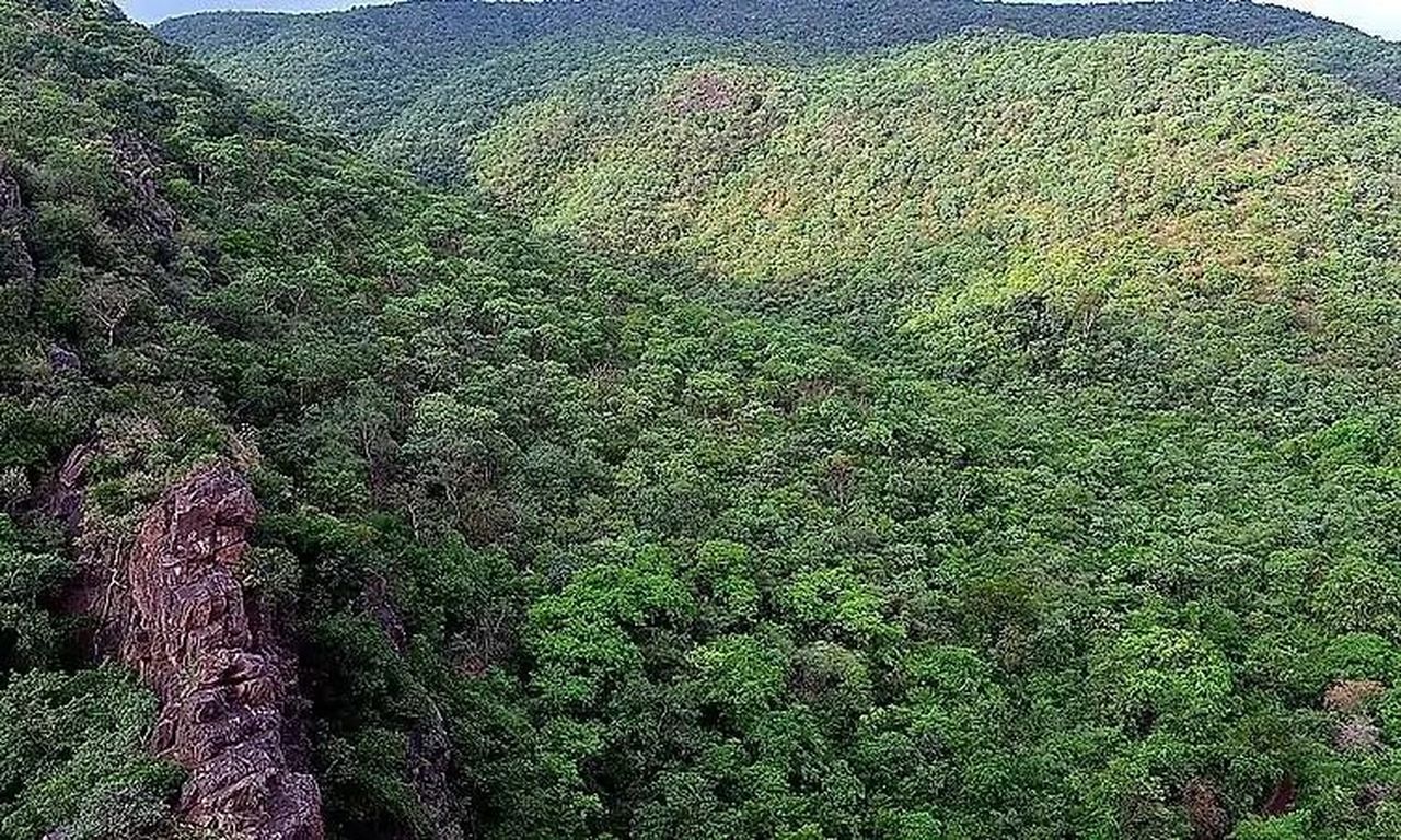 मेंगलूरु में ‘आंशिक वन’ सर्वेक्षण अटका