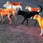देवरहिप्परगी में आवारा श्वानों का आतंक