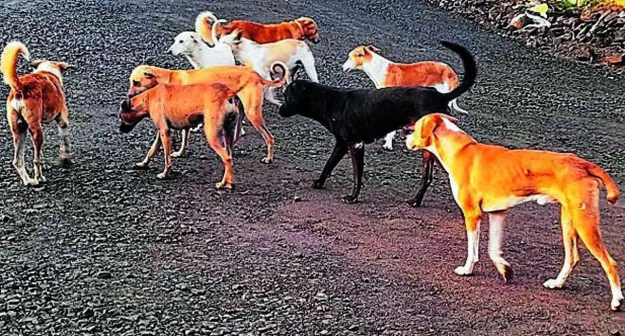 देवरहिप्परगी में आवारा श्वानों का आतंक