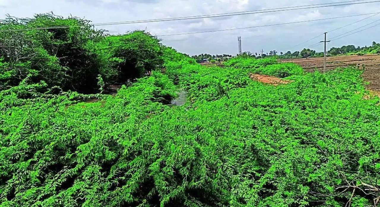 अनुदान के अभाव में झाड़ियों से पट रहीं तुंगभद्रा की नहरें
