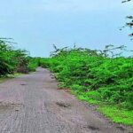 सड़क जर्जर, झाड़ियों ने बढ़ाया हादसों का खतरा