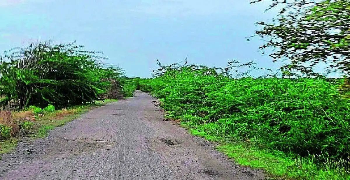 सड़क जर्जर, झाड़ियों ने बढ़ाया हादसों का खतरा
