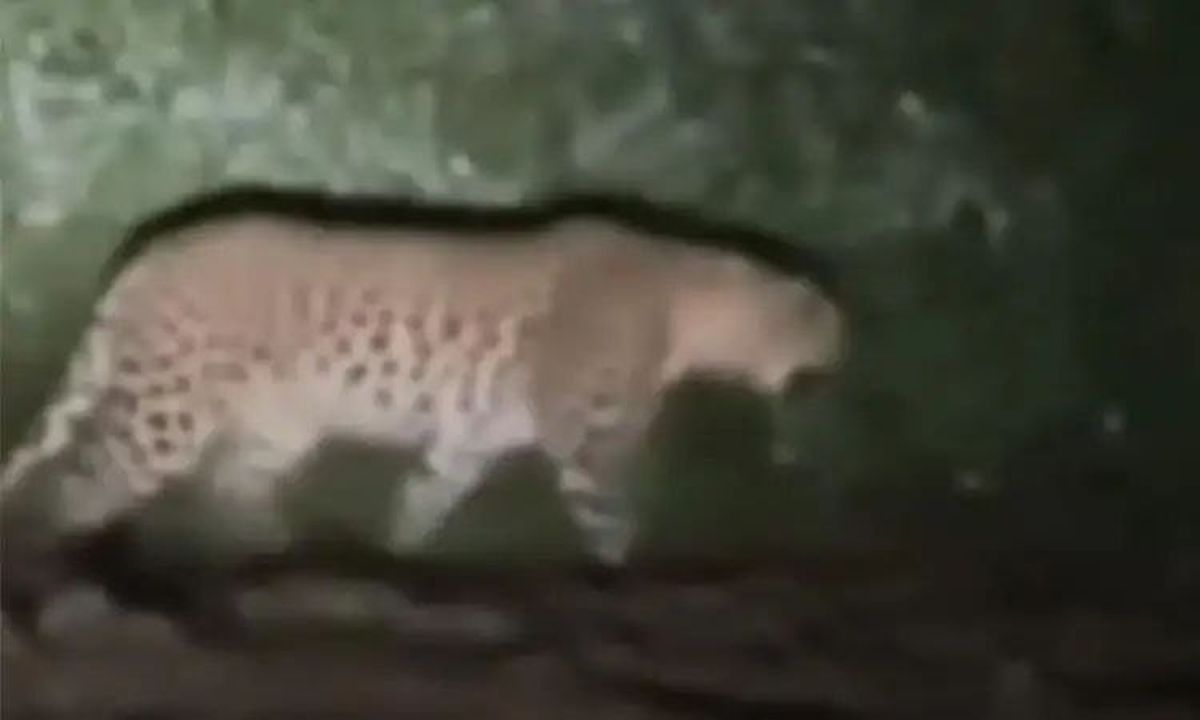खेतों में दिखा तेंदुआ, ग्रामीणों में दहशत