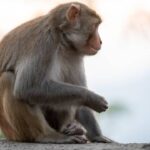 बंदरों के आतंक से पकती धान की फसल पर संकट