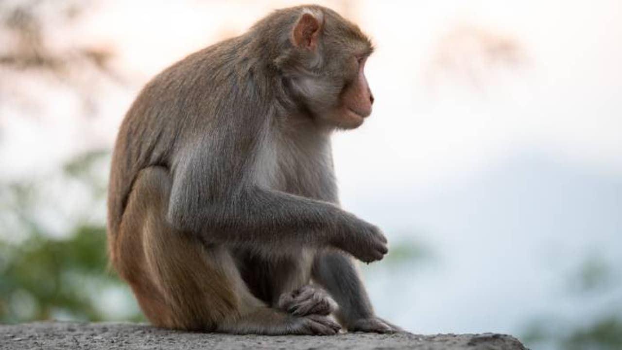 बंदरों के आतंक से पकती धान की फसल पर संकट