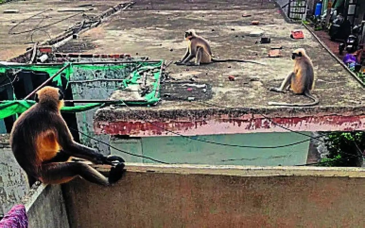 नवलगुंद में बंदरों का आतंक, घर से निकलने में डर रहे लोग