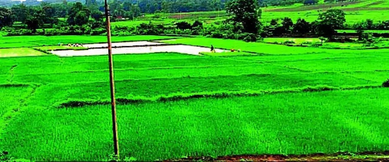 खानापुर में 30 हजार हेक्टेयर में धान की खेती