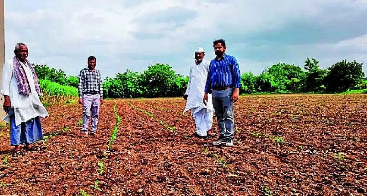 सिंदगी में बारिश का संकट, खेतों में फसलें अधर में